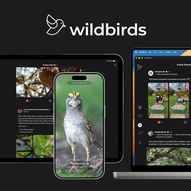wildbirds